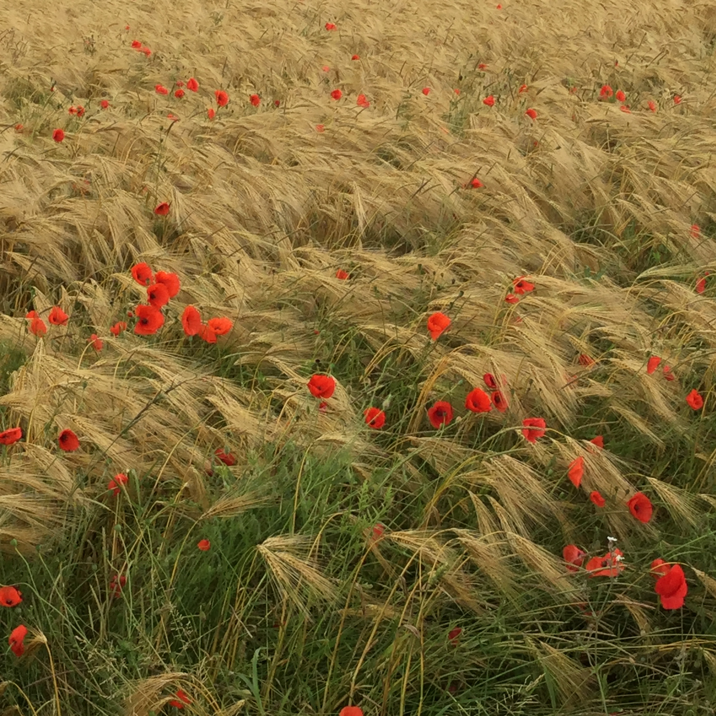 Somme Poppies